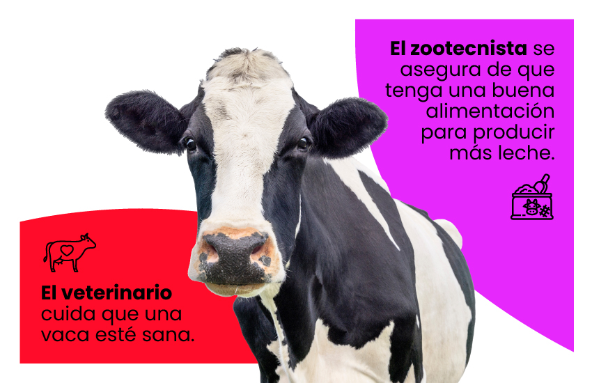 diferencia entre medicina veterinaria y zootecnia 
