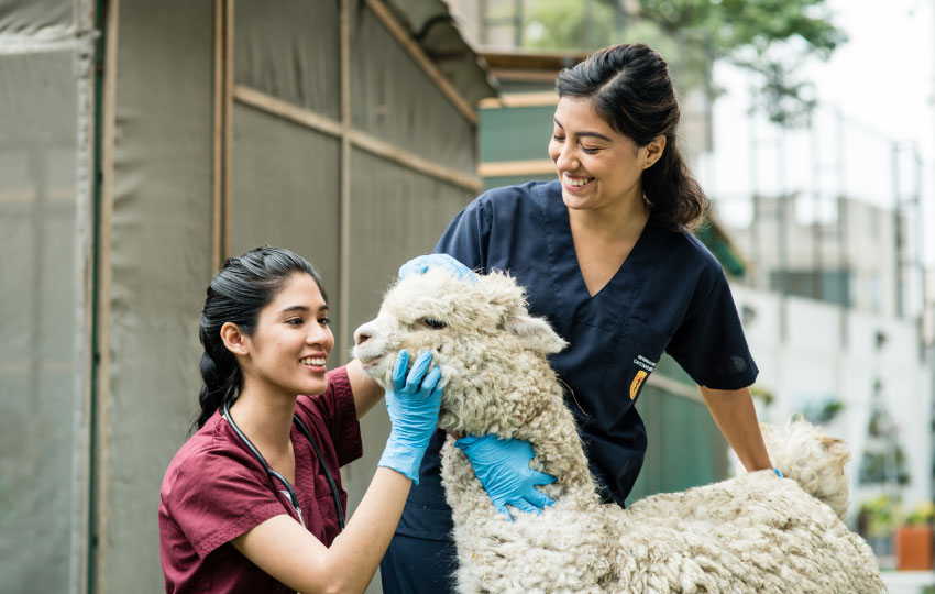 Experiencia medicina veterinaria y zootecnia en Cayetano