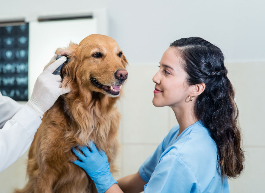 qué estudia la medicina veterinaria