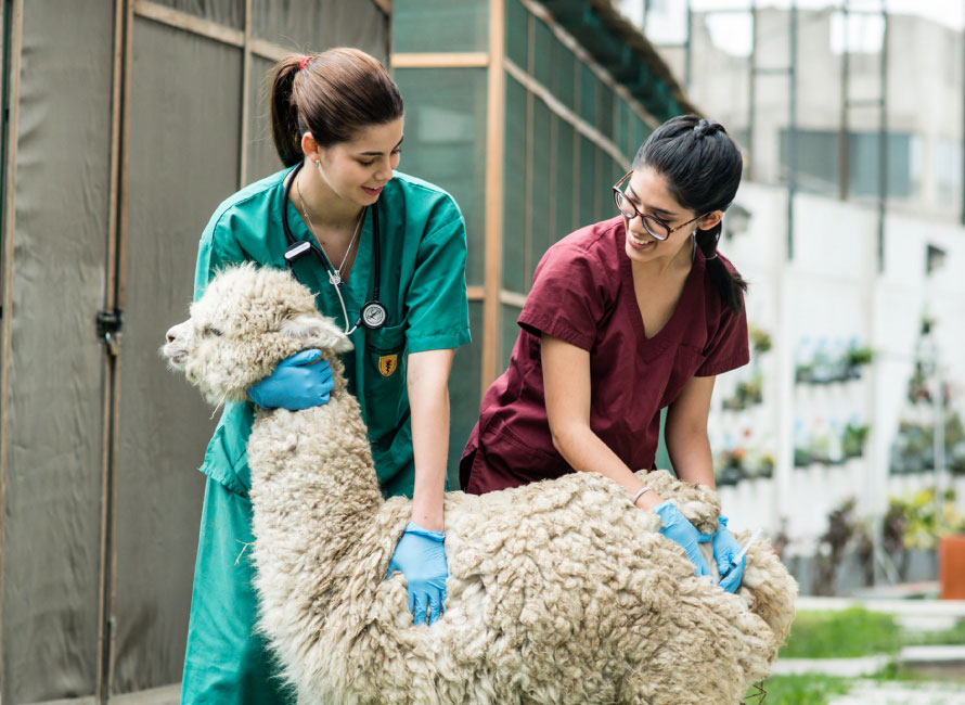 donde puedo estudiar medicina veterinaria