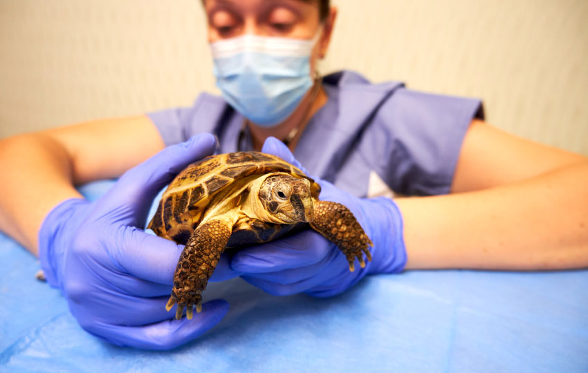 estudiante de veterinaria atendiendo a un animal silvestre