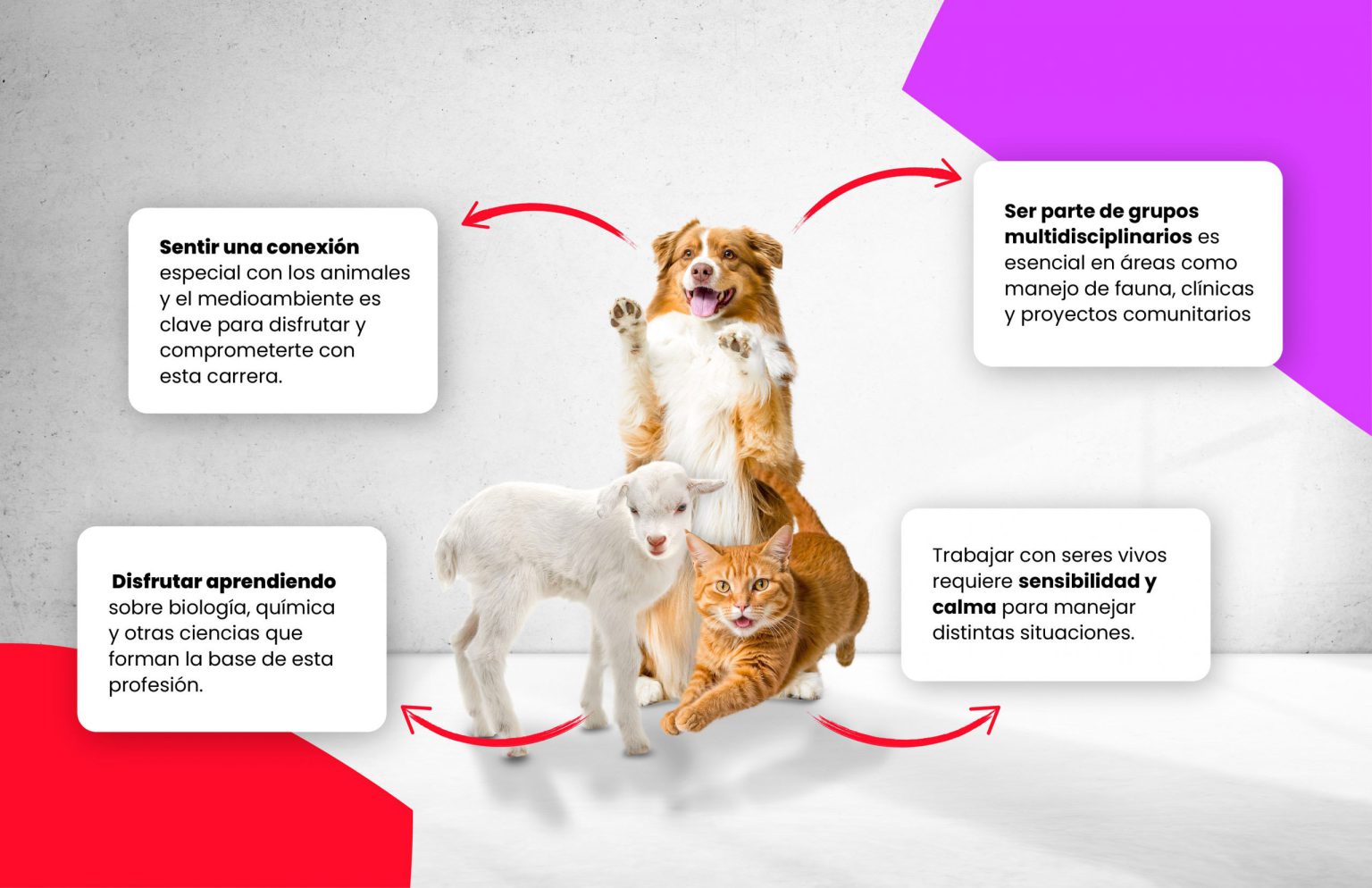 Competencias para estudiar medicina veterinaria y zootecnia